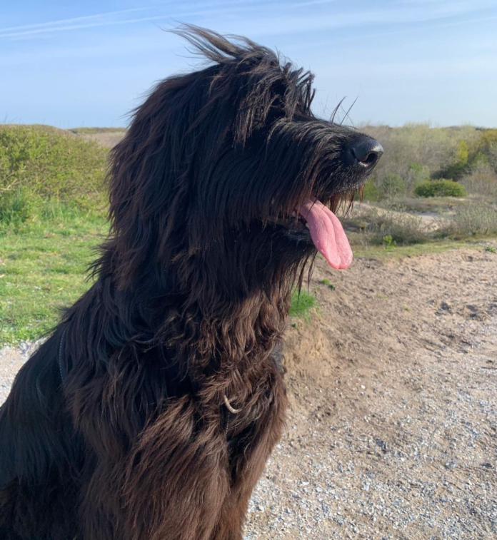 Afaird: Afghan Hound & Briard Mix Dog Breed Guide